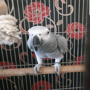 Perroquets gris d'Afrique à vendre