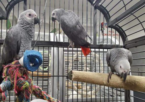 African Grey Parrot Price
