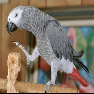 Papagaios do cinza africano para venda