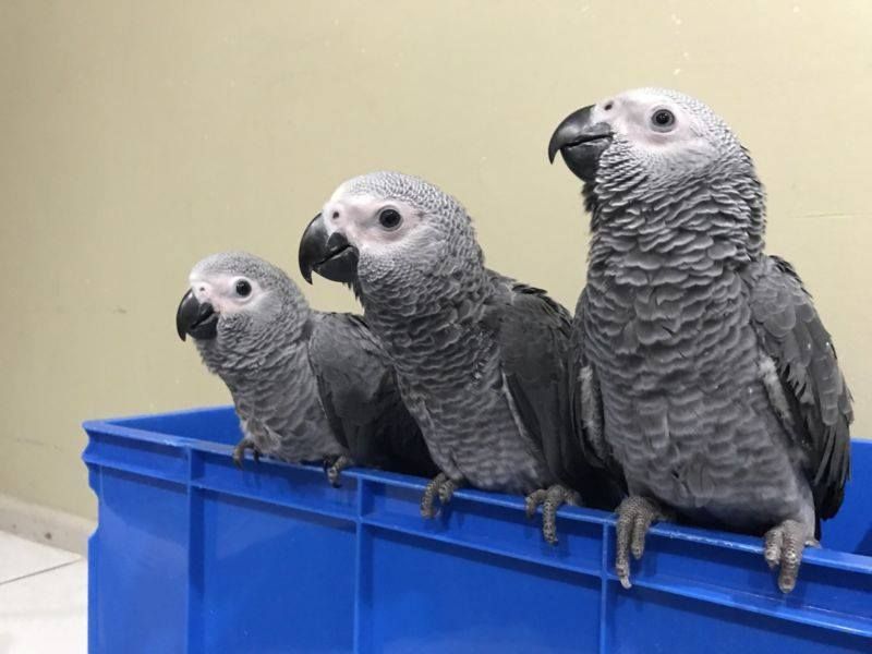 African Grey Parrot for Sale in Florida