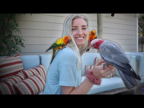 Care Guide for New African Grey Parrot Owners