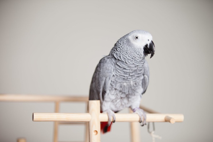 Signs Your Parrot May Be Ill