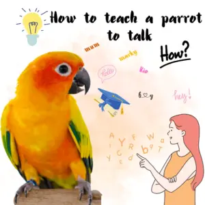 Mastering Parrot Talk