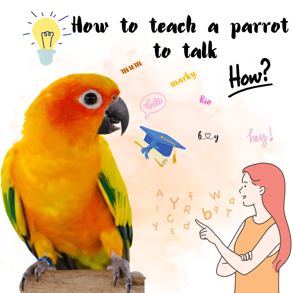 Mastering Parrot Talk